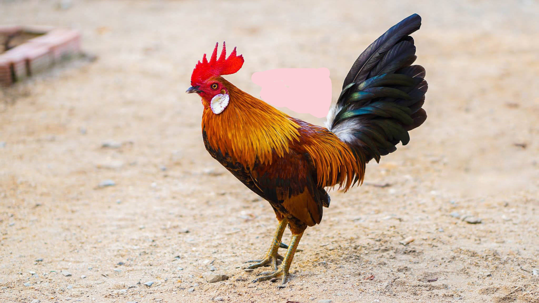 Top các giống gà đá ở Việt Nam nổi tiếng trên mọi đấu trường quốc tế Top các giống gà đá ở Việt Nam nổi tiếng trên mọi đấu trường quốc tế