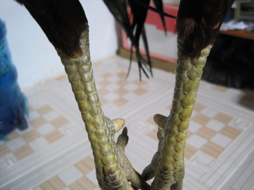 Cách xem chân gà đá hay mà ít người tiết lộ chuẩn xác 100 Cách xem chân gà đá hay mà ít người tiết lộ chuẩn xác 100