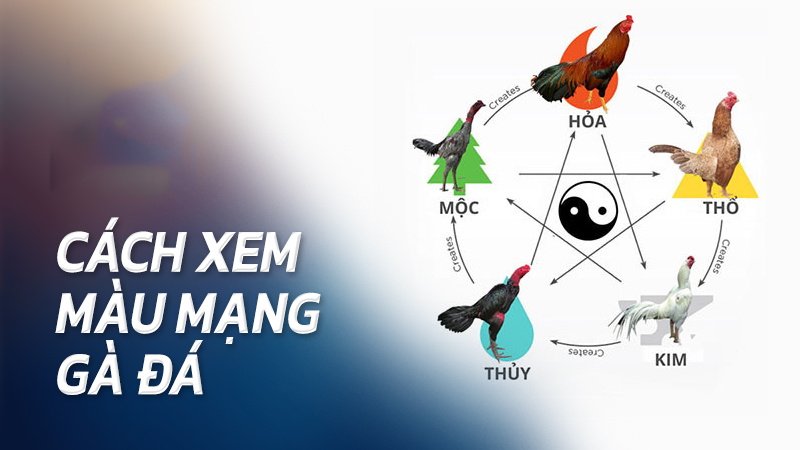 Hôm nay đá gà màu nào mạnh? Cách xem màu mạng gà đá chuẩn cho sư kê Hôm nay đá gà màu nào mạnh? Cách xem màu mạng gà đá chuẩn cho sư kê